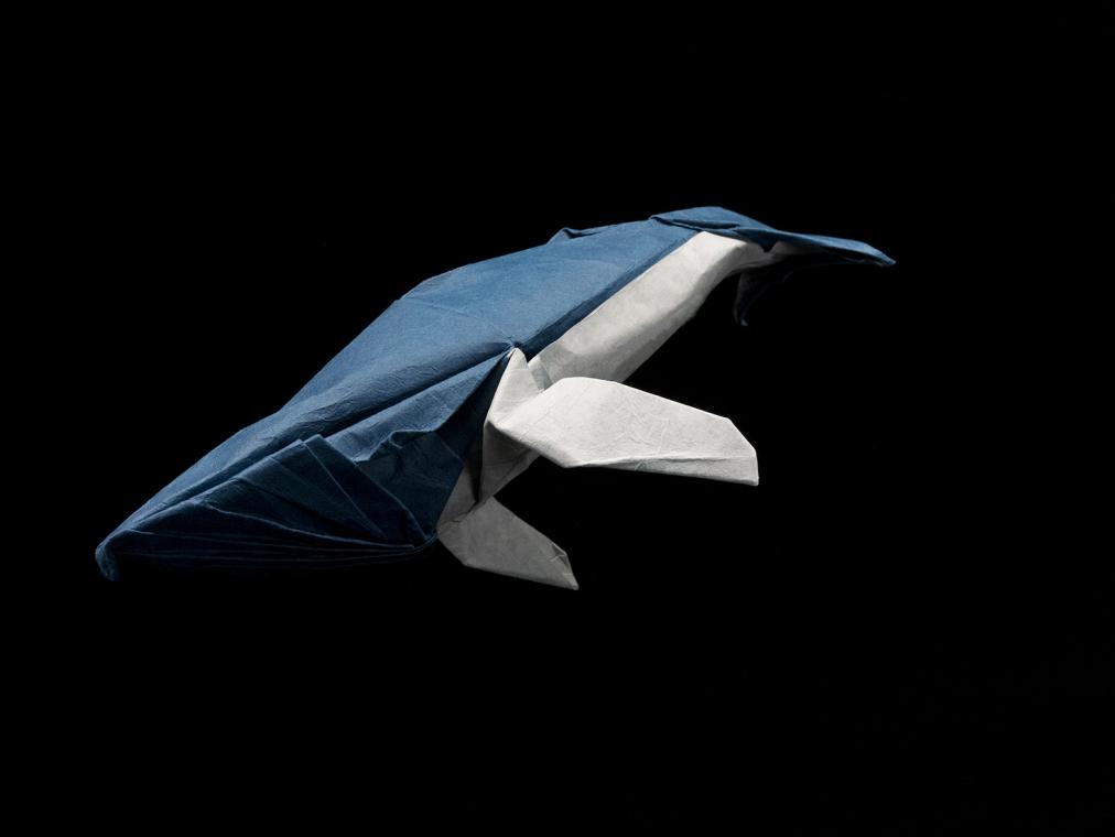 Humpback Whale