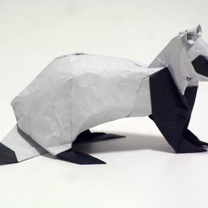 Black footed Ferret 