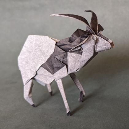 Jacob Sheep