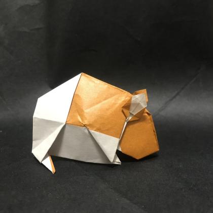 hamster