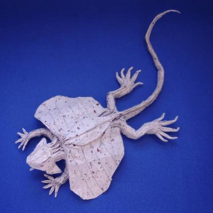 Draco volans gliding lizard