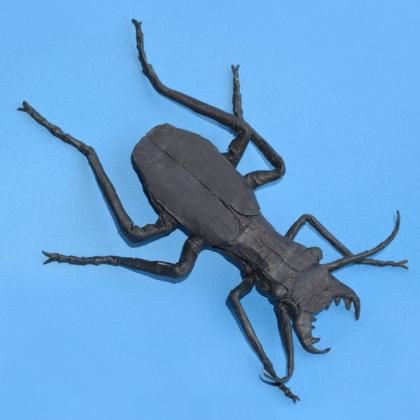 Tiger beetle bp 48