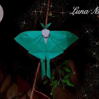 luna moth